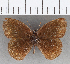  (Manerebia cyclops - CFC21225)  @11 [ ] copyright (2020) Christer Fahraeus Center For Collection-Based Research