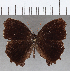  ( - CFC21236)  @11 [ ] copyright (2020) Christer Fahraeus Center For Collection-Based Research
