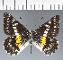  (Archonias sp. CF11 - CFC21265)  @11 [ ] copyright (2023) Center For Collection-Based Research Center For Collection-Based Research