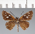  (Hesperiidae_gen sp. CF214 - CFC21273)  @11 [ ] copyright (2023) Center For Collection-Based Research Center For Collection-Based Research