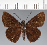  (Hesperiidae_gen sp. CF161 - CFC21274)  @11 [ ] copyright (2023) Center For Collection-Based Research Center For Collection-Based Research