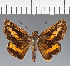  (Hesperiidae_gen sp. CF143 - CFC21275)  @11 [ ] copyright (2023) Center For Collection-Based Research Center For Collection-Based Research