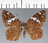  (Hesperiidae_gen sp. CF224 - CFC21276)  @11 [ ] copyright (2023) Center For Collection-Based Research Center For Collection-Based Research