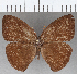  (Forsterinaria proxima - CFC21358)  @11 [ ] copyright (2020) Christer Fahraeus Center For Collection-Based Research