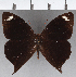  (Corades pannonia albomaculata - CFC21382)  @11 [ ] copyright (2020) Christer Fahraeus Center For Collection-Based Research