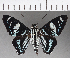  ( - CFC21409)  @11 [ ] Copyright (2019) Christer Fahraeus Center For Collection-Based Research