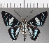  ( - CFC21413)  @11 [ ] Copyright (2019) Christer Fahraeus Center For Collection-Based Research