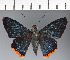  (Hesperiidae_gen sp. CF118 - CFC21424)  @11 [ ] copyright (2023) Center For Collection-Based Research Center For Collection-Based Research