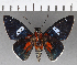  (Yanguna cometes - CFC21432)  @13 [ ] Copyright (2018) Christer Fahraeus Center For Collection-Based Research