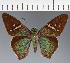  (Hesperiidae_gen sp. CF137 - CFC21433)  @11 [ ] copyright (2023) Center For Collection-Based Research Center For Collection-Based Research