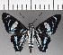  ( - CFC21435)  @11 [ ] Copyright (2019) Christer Fahraeus Center For Collection-Based Research