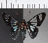  ( - CFC21438)  @11 [ ] Copyright (2018) Christer Fahraeus Center For Collection-Based Research