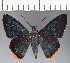  (Hesperiidae_gen sp. CF638 - CFC21441)  @11 [ ] copyright (2023) Center For Collection-Based Research Center For Collection-Based Research