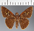  (Hesperiidae_gen sp. CF140 - CFC21445)  @11 [ ] copyright (2023) Center For Collection-Based Research Center For Collection-Based Research