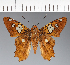  (Hesperiidae_gen sp. CF643 - CFC21456)  @11 [ ] copyright (2023) Center For Collection-Based Research Center For Collection-Based Research