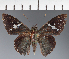  ( - CFC21461)  @11 [ ] copyright (2023) Center For Collection-Based Research Center For Collection-Based Research