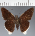  (Hesperiidae_gen sp. CF138 - CFC21463)  @11 [ ] copyright (2023) Center For Collection-Based Research Center For Collection-Based Research