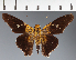  (Hesperiidae_gen sp. CF108 - CFC21464)  @11 [ ] copyright (2023) Center For Collection-Based Research Center For Collection-Based Research