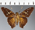  (Hesperiidae_gen sp. CF641 - CFC21467)  @11 [ ] copyright (2023) Center For Collection-Based Research Center For Collection-Based Research