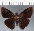  (Hesperiidae_gen sp. CF592 - CFC21469)  @11 [ ] copyright (2023) Center For Collection-Based Research Center For Collection-Based Research