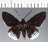  (Hesperiidae_gen sp. CF603 - CFC21480)  @11 [ ] copyright (2023) Center For Collection-Based Research Center For Collection-Based Research