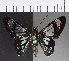  ( - CFC21502)  @11 [ ] Copyright (2018) Christer Fahraeus Center For Collection-Based Research