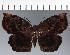  (Hesperiidae_gen sp. CF593 - CFC21523)  @11 [ ] copyright (2023) Center For Collection-Based Research Center For Collection-Based Research