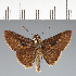  (Hesperiidae_gen sp. CF231 - CFC21548)  @11 [ ] copyright (2023) Center For Collection-Based Research Center For Collection-Based Research