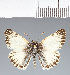  (Hesperiidae_gen sp. CF228 - CFC21551)  @11 [ ] copyright (2023) Center For Collection-Based Research Center For Collection-Based Research