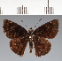  (Hesperiidae_gen sp. CF220 - CFC21553)  @11 [ ] copyright (2023) Center For Collection-Based Research Center For Collection-Based Research