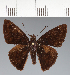  (Hesperiidae_gen sp. CF149 - CFC21559)  @11 [ ] copyright (2023) Center For Collection-Based Research Center For Collection-Based Research