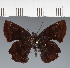  (Hesperiidae_gen sp. CF105 - CFC21561)  @11 [ ] copyright (2023) Center For Collection-Based Research Center For Collection-Based Research