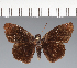  (Hesperiidae_gen sp. CF168 - CFC21562)  @11 [ ] copyright (2023) Center For Collection-Based Research Center For Collection-Based Research