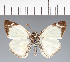  (Hesperiidae_gen sp. CF155 - CFC21563)  @11 [ ] copyright (2023) Center For Collection-Based Research Center For Collection-Based Research