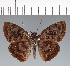 (Hesperiidae_gen sp. CF150 - CFC21570)  @11 [ ] copyright (2023) Center For Collection-Based Research Center For Collection-Based Research