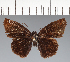  (Hesperiidae_gen sp. CF151 - CFC21578)  @11 [ ] copyright (2023) Center For Collection-Based Research Center For Collection-Based Research