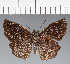  (Hesperiidae_gen sp. CF654 - CFC21585)  @11 [ ] copyright (2023) Center For Collection-Based Research Center For Collection-Based Research