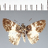  (Hesperiidae_gen sp. CF170 - CFC21593)  @11 [ ] copyright (2023) Center For Collection-Based Research Center For Collection-Based Research
