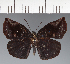  (Hesperiidae_gen sp. CF98 - CFC21606)  @11 [ ] copyright (2023) Center For Collection-Based Research Center For Collection-Based Research