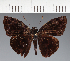  (Hesperiidae_gen sp. CF103 - CFC21608)  @11 [ ] copyright (2023) Center For Collection-Based Research Center For Collection-Based Research