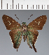  (Hesperiidae_gen sp. CF133 - CFC21612)  @11 [ ] copyright (2023) Center For Collection-Based Research Center For Collection-Based Research