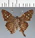  (Hesperiidae_gen sp. CF594 - CFC21618)  @11 [ ] copyright (2023) Center For Collection-Based Research Center For Collection-Based Research