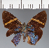  (Hesperiidae_gen sp. CF100 - CFC21622)  @11 [ ] copyright (2023) Center For Collection-Based Research Center For Collection-Based Research