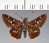  (Hesperiidae_gen sp. CF157 - CFC21624)  @11 [ ] copyright (2023) Center For Collection-Based Research Center For Collection-Based Research