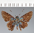  (Hesperiidae_gen sp. CF163 - CFC21625)  @11 [ ] copyright (2023) Center For Collection-Based Research Center For Collection-Based Research