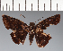  (Hesperiidae_gen sp. CF152 - CFC21626)  @11 [ ] copyright (2023) Center For Collection-Based Research Center For Collection-Based Research
