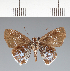  (Hesperiidae_gen sp. CF219 - CFC21637)  @11 [ ] copyright (2023) Center For Collection-Based Research Center For Collection-Based Research