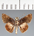  (Hesperiidae_gen sp. CF159 - CFC21639)  @11 [ ] copyright (2023) Center For Collection-Based Research Center For Collection-Based Research