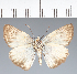  (Hesperiidae_gen sp. CF227 - CFC21646)  @11 [ ] copyright (2023) Center For Collection-Based Research Center For Collection-Based Research