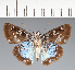  (Hesperiidae_gen sp. CF158 - CFC21650)  @11 [ ] copyright (2023) Center For Collection-Based Research Center For Collection-Based Research